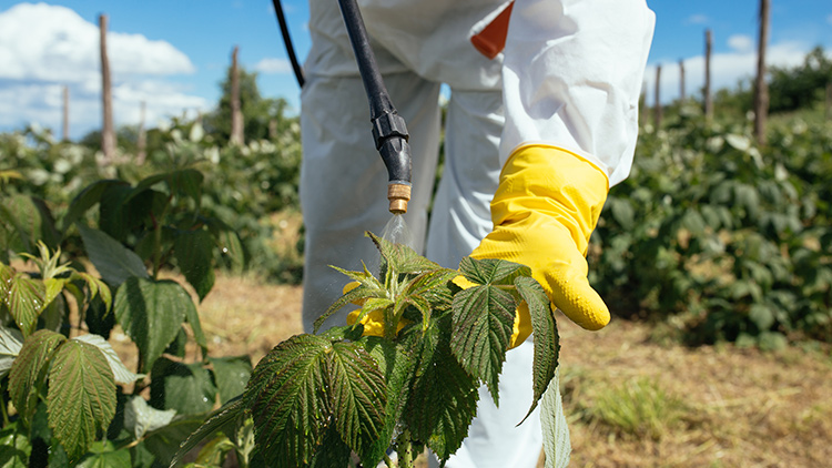 Herbicidas, inseticidas e fungicidas: saiba o que são e para que servem