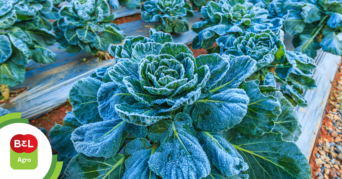 Confira quatro dicas sobre cuidados com as plantas no inverno