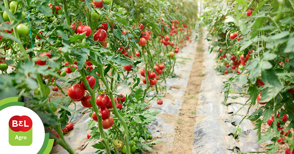 Saiba quais são os principais produtos para nutrição vegetal
