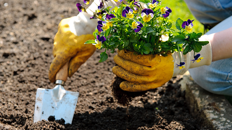Confira cinco dicas sobre como plantar flores no jardim