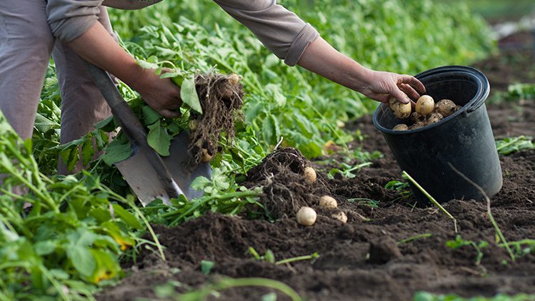 Como Plantar Batata Confira Um Mini Guia Para Iniciar A Produção 1927