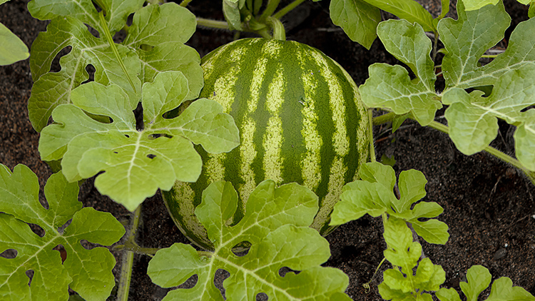 como plantar melancia