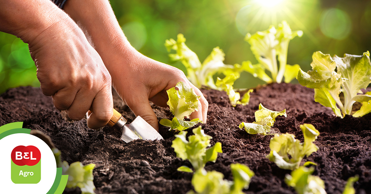 Em Dicas Saiba O Que Plantar Na Horta