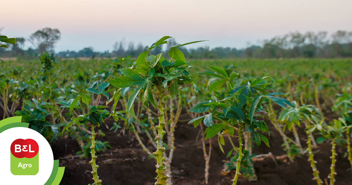 Confira Dicas Práticas De Como Plantar Mandioca