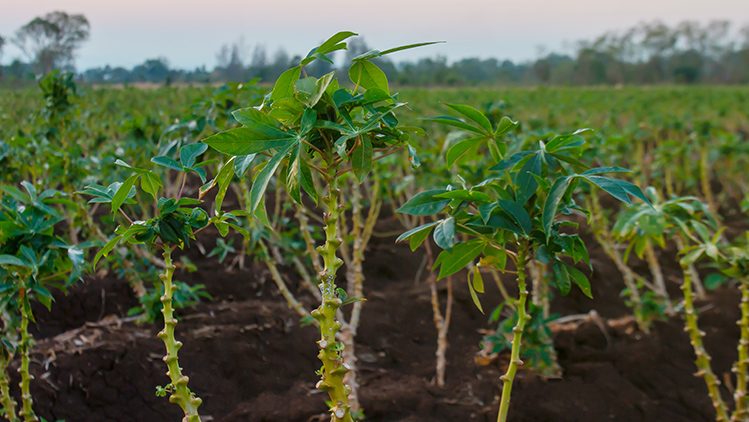 Confira Dicas Práticas De Como Plantar Mandioca