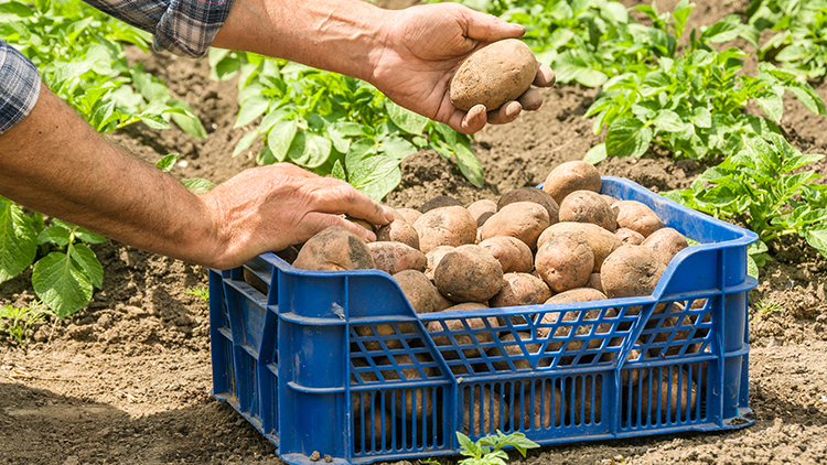 produtividade na plantação de batata