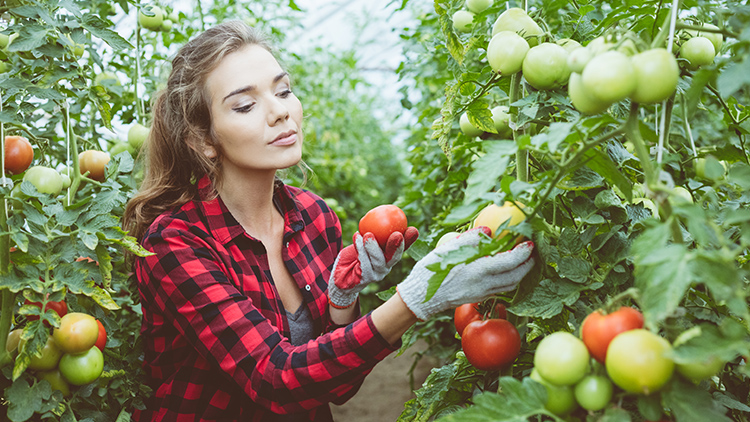 como plantar tomate