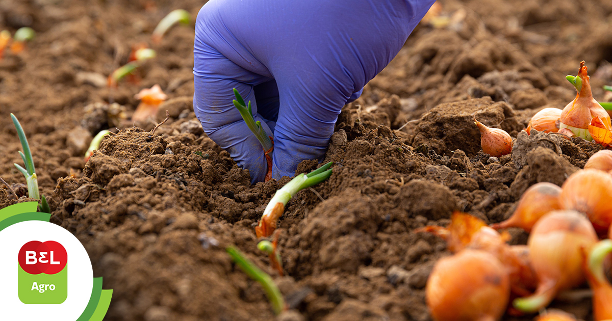 Está pensando em plantar cebola? Acompanhe o passo a passo!